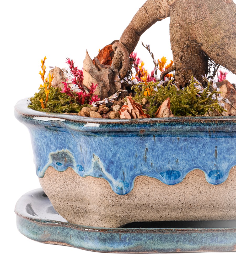 Art of Ceramic Series - Ficus Ginseng Bonsai Tasarım 