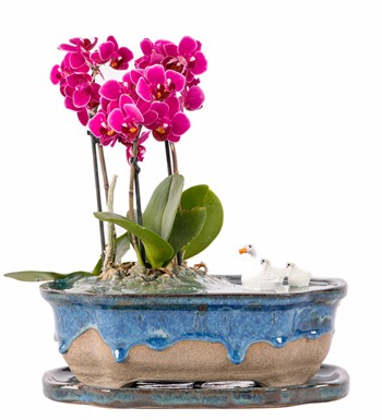 Art of Ceramic Series - Mini Mor Orkideli Teraryum