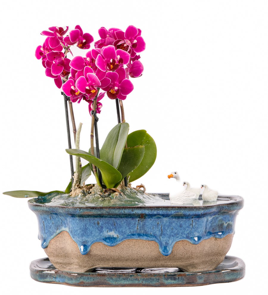 Art of Ceramic Series - Mini Mor Orkideli Teraryum