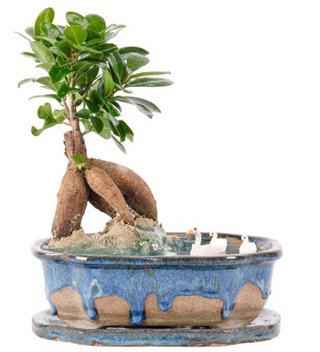 Art of Ceramic Series - Ficus Ginseng Bonsai Teraryum