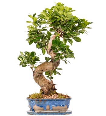 Art of Ceramic Series - S Gövde Ficus Ginseng Bonsai Tasarım 