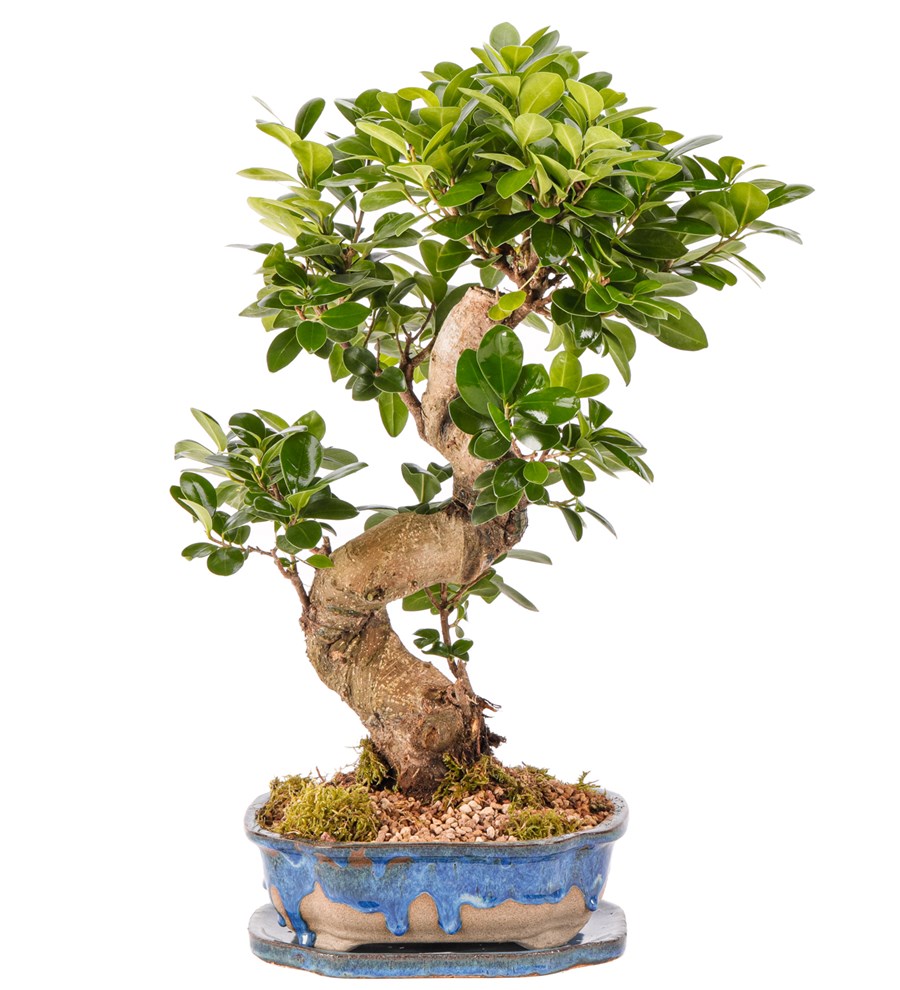 Art of Ceramic Series - S Gövde Ficus Ginseng Bonsai Tasarım 