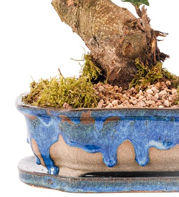 Art of Ceramic Series - S Gövde Ficus Ginseng Bonsai Tasarım 