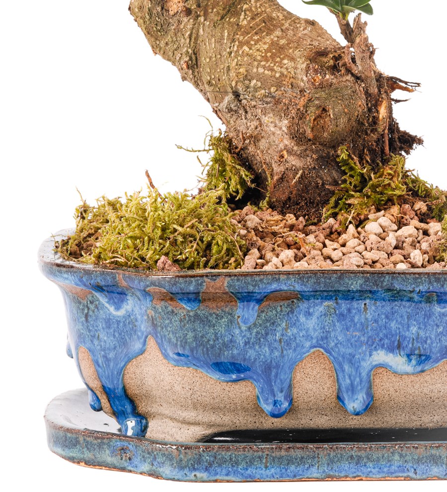 Art of Ceramic Series - S Gövde Ficus Ginseng Bonsai Tasarım 