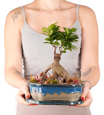 Art of Ceramic Series - Ficus Ginseng Bonsai Tasarım 