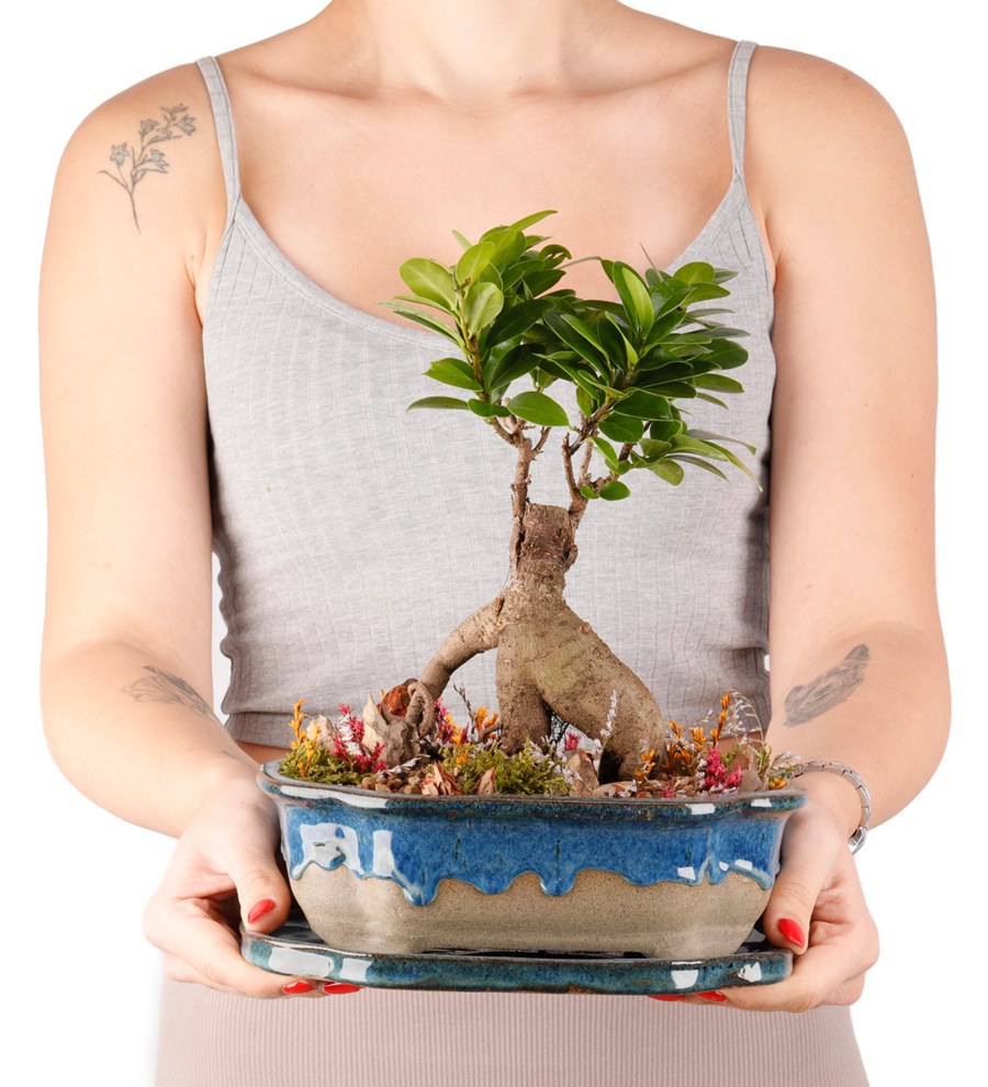 Art of Ceramic Series - Ficus Ginseng Bonsai Tasarım 