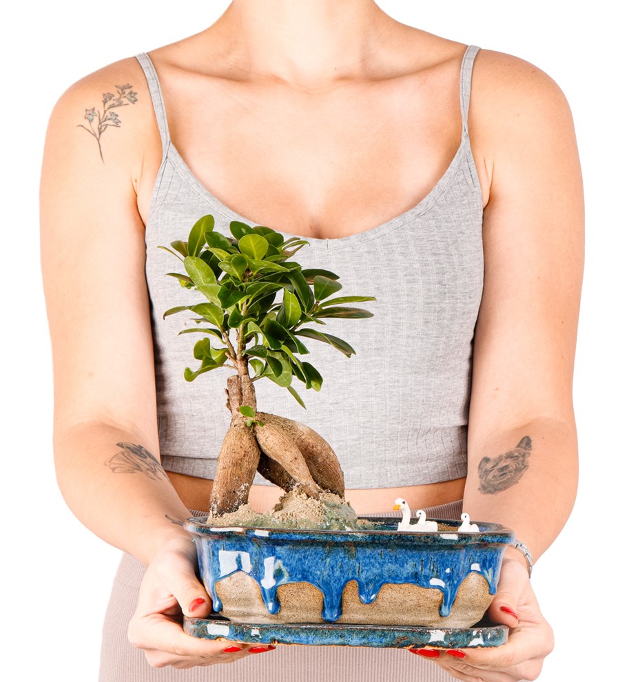 Art of Ceramic Series - Ficus Ginseng Bonsai Teraryum