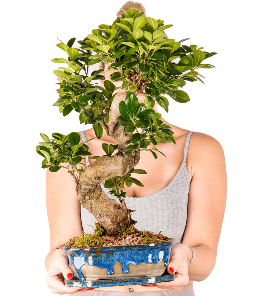 Art of Ceramic Series - S Gövde Ficus Ginseng Bonsai Tasarım 