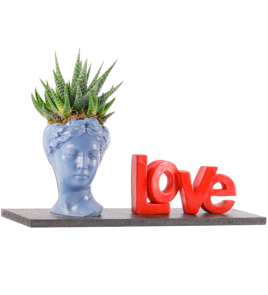 Love Serisi Mini Helen Haworthia Tasarım