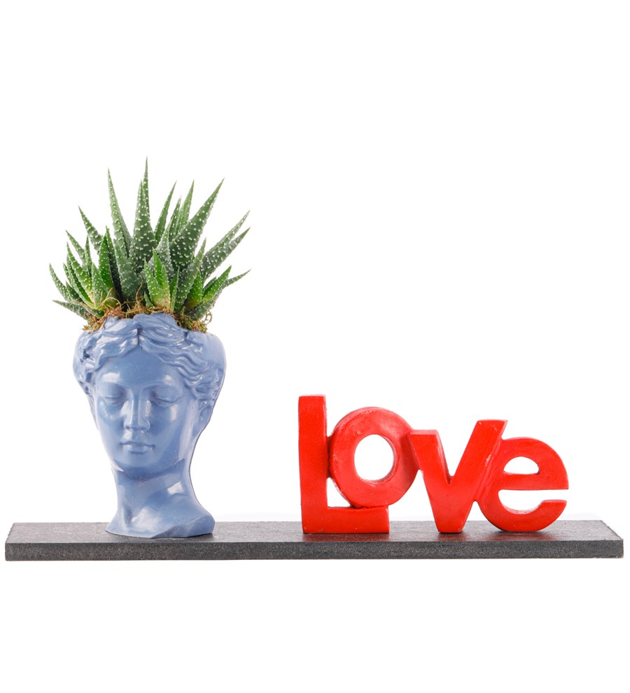 Love Serisi Mini Helen Haworthia Tasarım