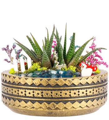 Ring Serisi Göl Kenarında Haworthia Teraryum