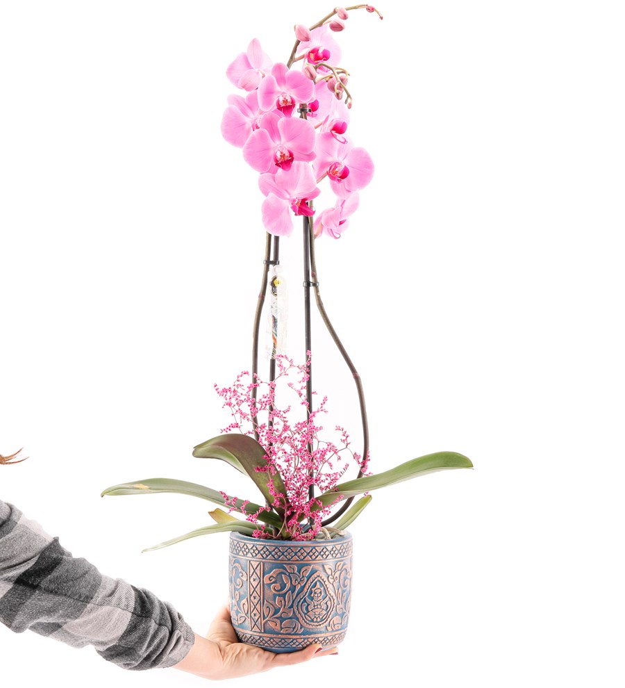 XL Kayıp Hazine Serisi Premium İthal 80 cm Çift Dal Mor Orkide Tasarım 