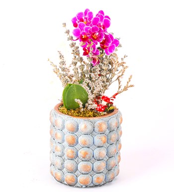 Sweet Candy Serisi Mini Mor Orkide Tasarım