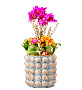 Sweet Candy Serisi Mini Mor Orkide ve Kalanchoe Tasarım 