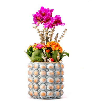 Sweet Candy Serisi Mini Mor Orkide ve Kalanchoe Tasarım 