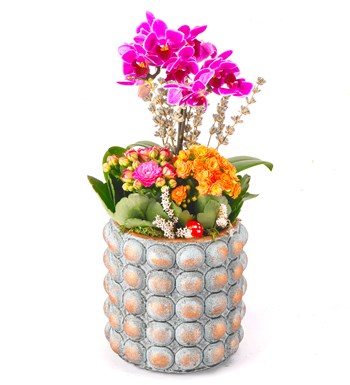 Sweet Candy Serisi Mini Mor Orkide ve Kalanchoe Tasarım 