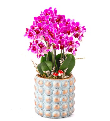 Sweet Candy Serisi 4 Dal Mini Mor Orkide Tasarım 