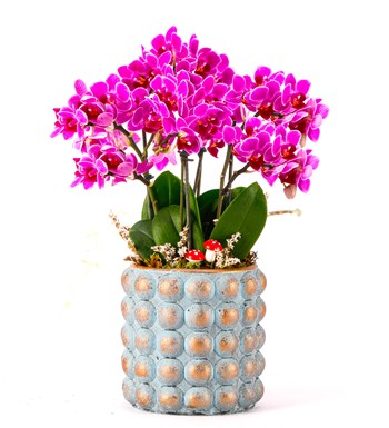 Sweet Candy Serisi 4 Dal Mini Mor Orkide Tasarım 