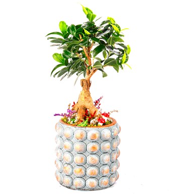 Sweet Candy Serisi Ficus Ginseng Bonsai Tasarım 