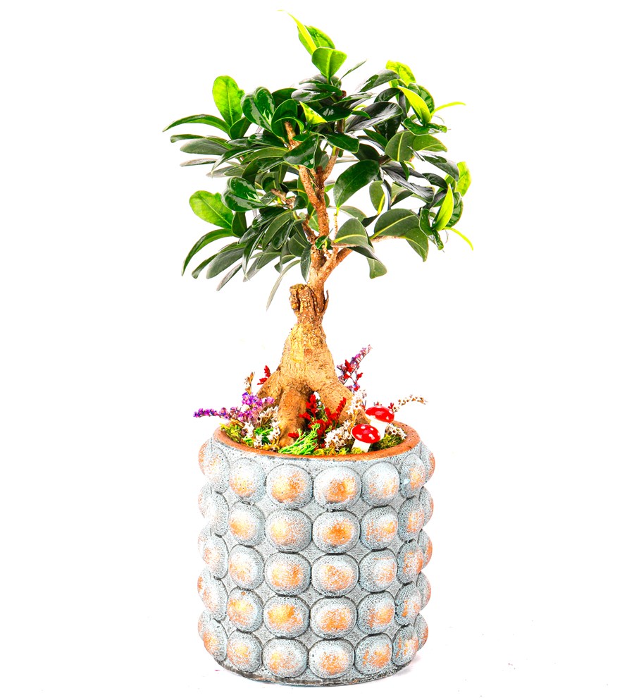 Sweet Candy Serisi Ficus Ginseng Bonsai Tasarım 