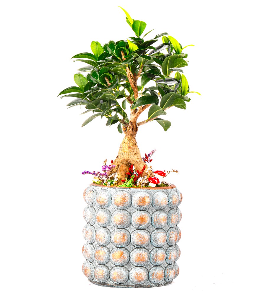 Sweet Candy Serisi Ficus Ginseng Bonsai Tasarım 