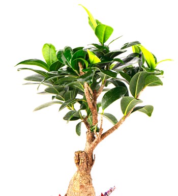 Sweet Candy Serisi Ficus Ginseng Bonsai Tasarım 