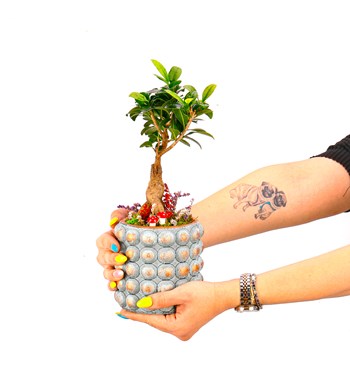 Sweet Candy Serisi Ficus Ginseng Bonsai Tasarım 
