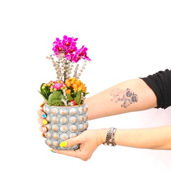 Sweet Candy Serisi Mini Mor Orkide ve Kalanchoe Tasarım 