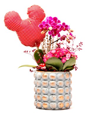 Mickey Mouse Figürlü Sweet Candy Serisi Mini Mor Orkide ve Kalanchoe Tasarım