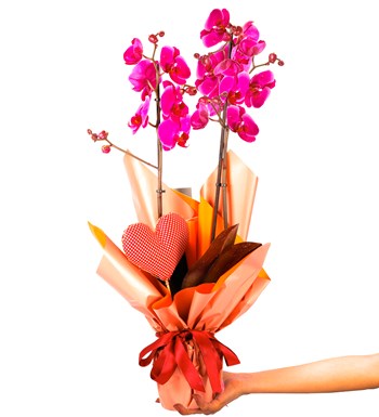 My Heart Serisi 80 cm İthal Mor Orkide Tasarım