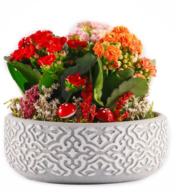 Etnik Serisi Mix Kalanchoe Tasarım