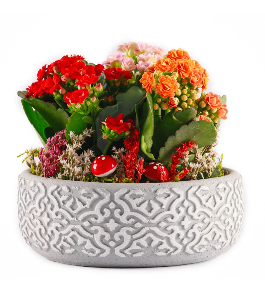 Etnik Serisi Mix Kalanchoe Tasarım