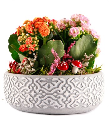 Etnik Serisi Mix Kalanchoe Tasarım