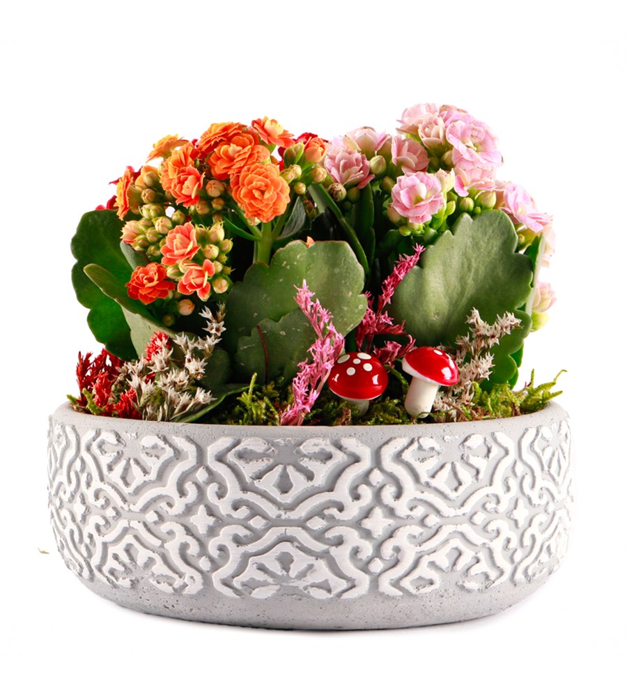 Etnik Serisi Mix Kalanchoe Tasarım
