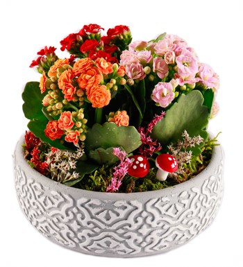 Etnik Serisi Mix Kalanchoe Tasarım