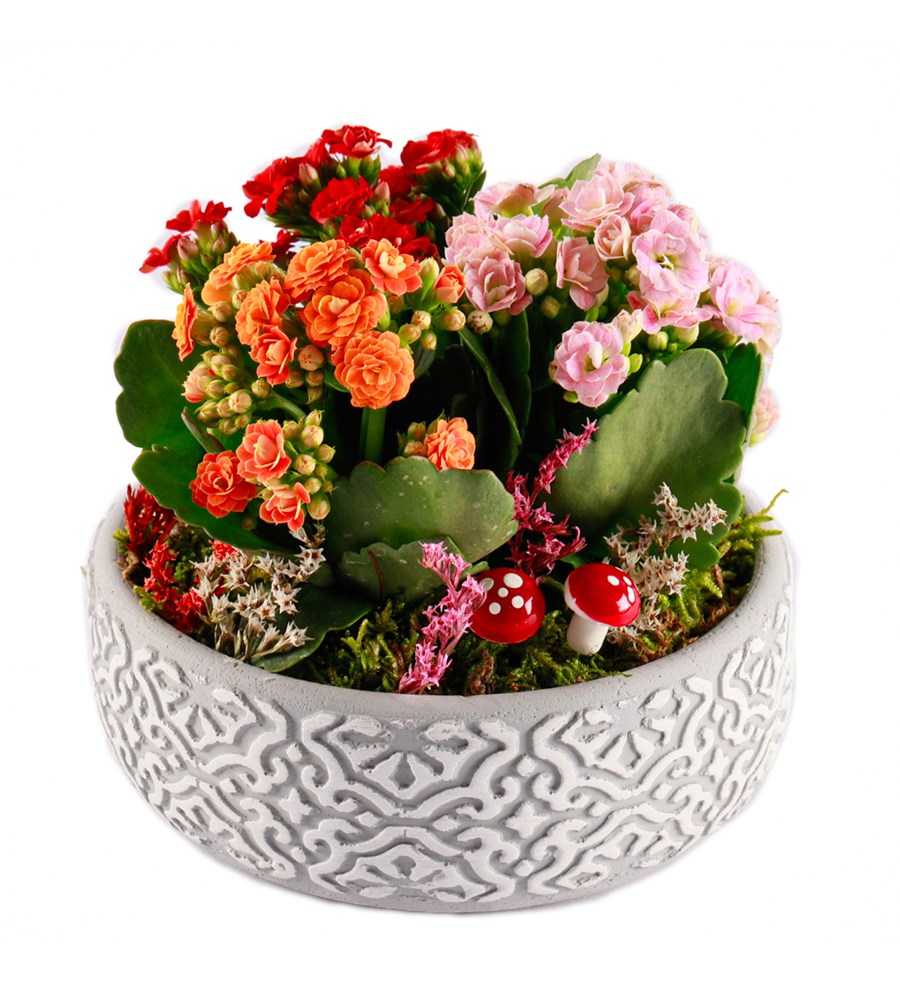 Etnik Serisi Mix Kalanchoe Tasarım