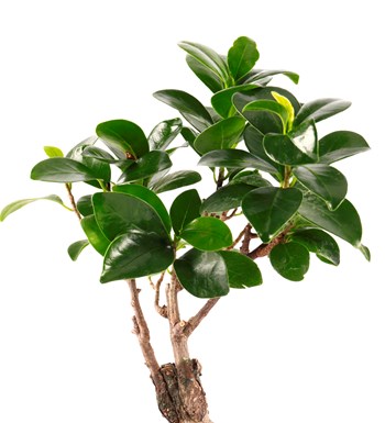 Marineris Serisi Bonsai Teraryum