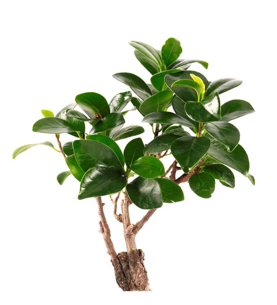 Marineris Serisi Bonsai Teraryum