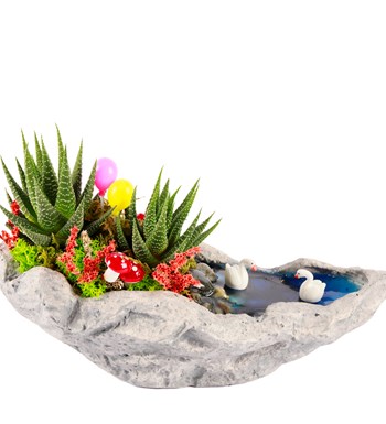 Marineris Serisi Balonlu Haworthia Teraryum