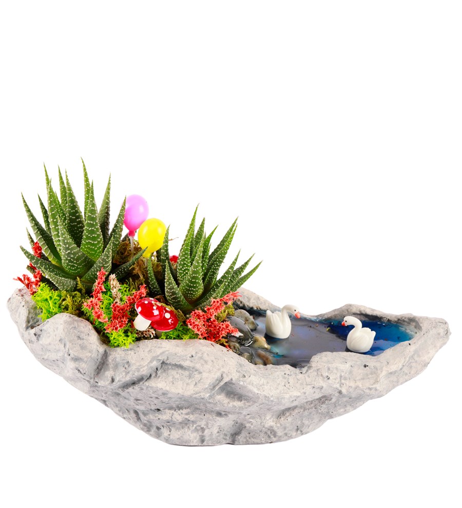 Marineris Serisi Balonlu Haworthia Teraryum