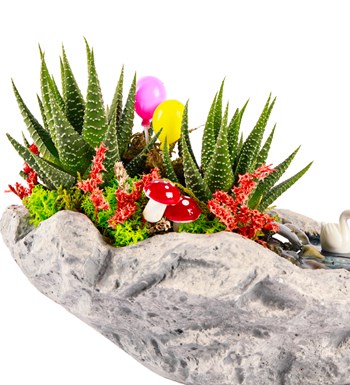 Marineris Serisi Balonlu Haworthia Teraryum