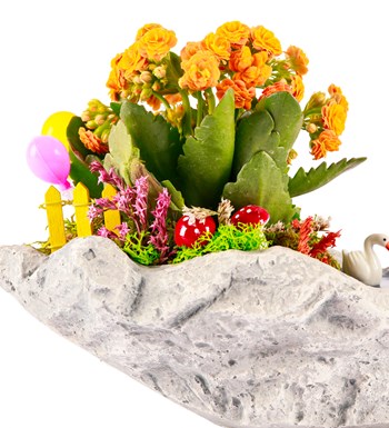 Marineris Serisi Balonlu Kalanchoe Teraryum