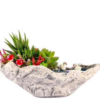 Marineris Serisi Haworthia ve Sukulent Teraryum
