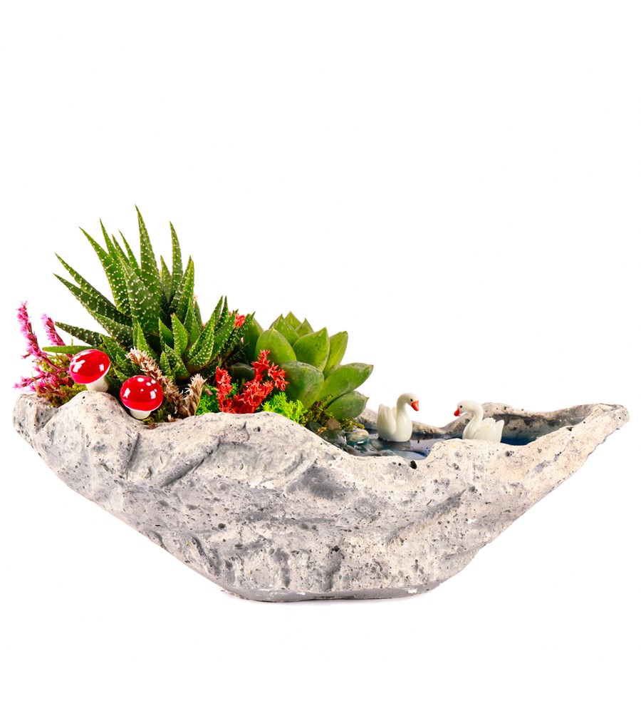 Marineris Serisi Haworthia ve Sukulent Teraryum
