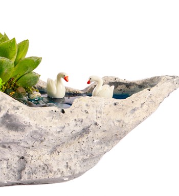 Marineris Serisi Haworthia ve Sukulent Teraryum