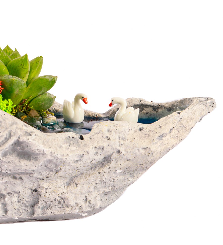 Marineris Serisi Haworthia ve Sukulent Teraryum