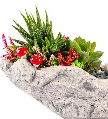 Marineris Serisi Haworthia ve Sukulent Teraryum