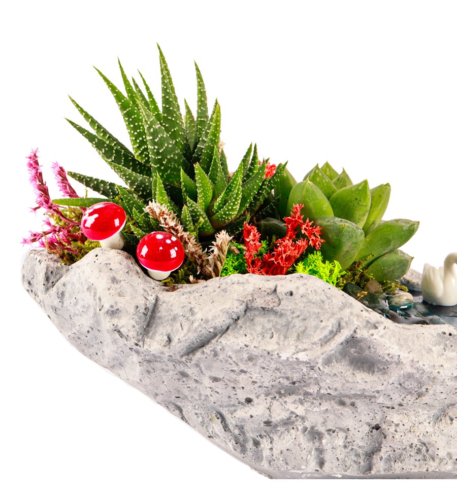 Marineris Serisi Haworthia ve Sukulent Teraryum