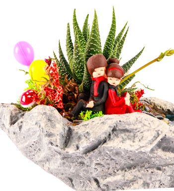 Marineris Serisi Sırt Sırta Balonlu Haworthia Teraryum