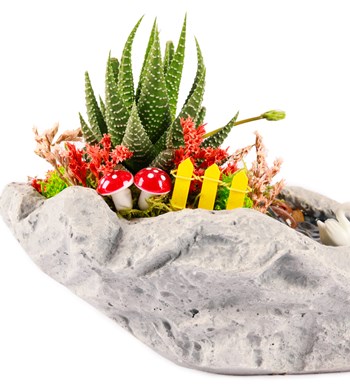 Marineris Serisi Haworthia Teraryum